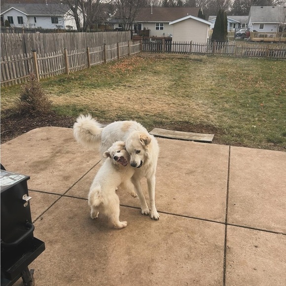 Welcome to our Posh!! - Picture 15 of 17